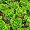 Bibb Butterhead Lettuce Seeds (700) - Heirloom Lettuce, Lactuca sativa
