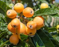 Japanese Loquat Fruit Tree Seedling (8”) with Pot – Eriobotrya japonica, Starter Plant