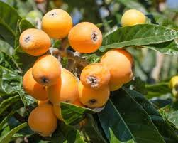 Japanese Loquat Fruit Tree Seedling (8”) with Pot – Eriobotrya japonica, Starter Plant
