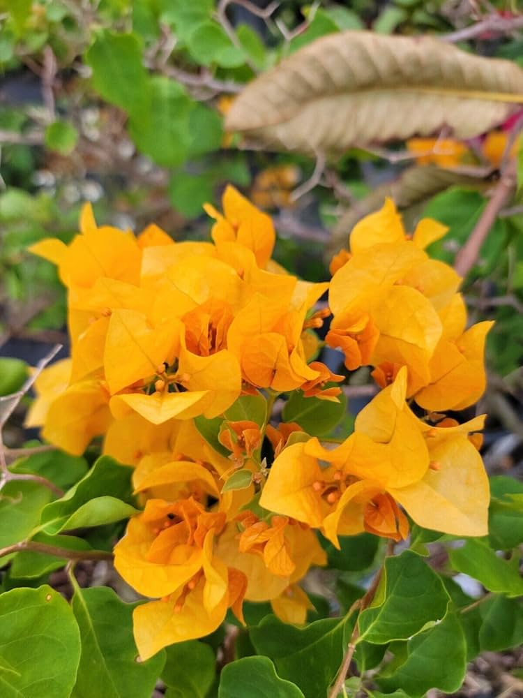 Gold Yellow Bougainvillea Starter Plant | Paper Flower Seedling for Sun Gardens & Containers