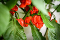 Carolina Reaper F1 Hybrid Pepper Seeds - World's Hottest Pepper (Capsicum chinense) 5 Seeds