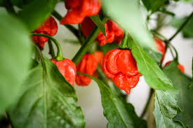 Carolina Reaper F1 Hybrid Pepper Seeds - World's Hottest Pepper (Capsicum chinense) 5 Seeds
