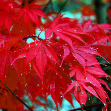 Red Japanese Maple Tree Seeds (Acer palmatum) – 10 Seeds for Bonsai & Landscape