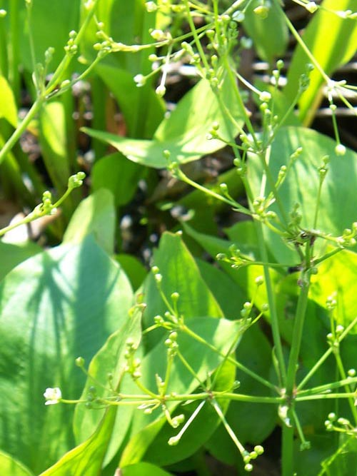 Mud Plantain Seeds (Alisma subcordatum) – Aquatic Perennial, Wetland Plant, 250mg — Non-GMO