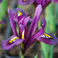 Iris Reticulata J.S. Dijt 4-8" Live Flower Bulbs - Purple Dwarf Iris (10-Pack) - Early Blooming Perennial