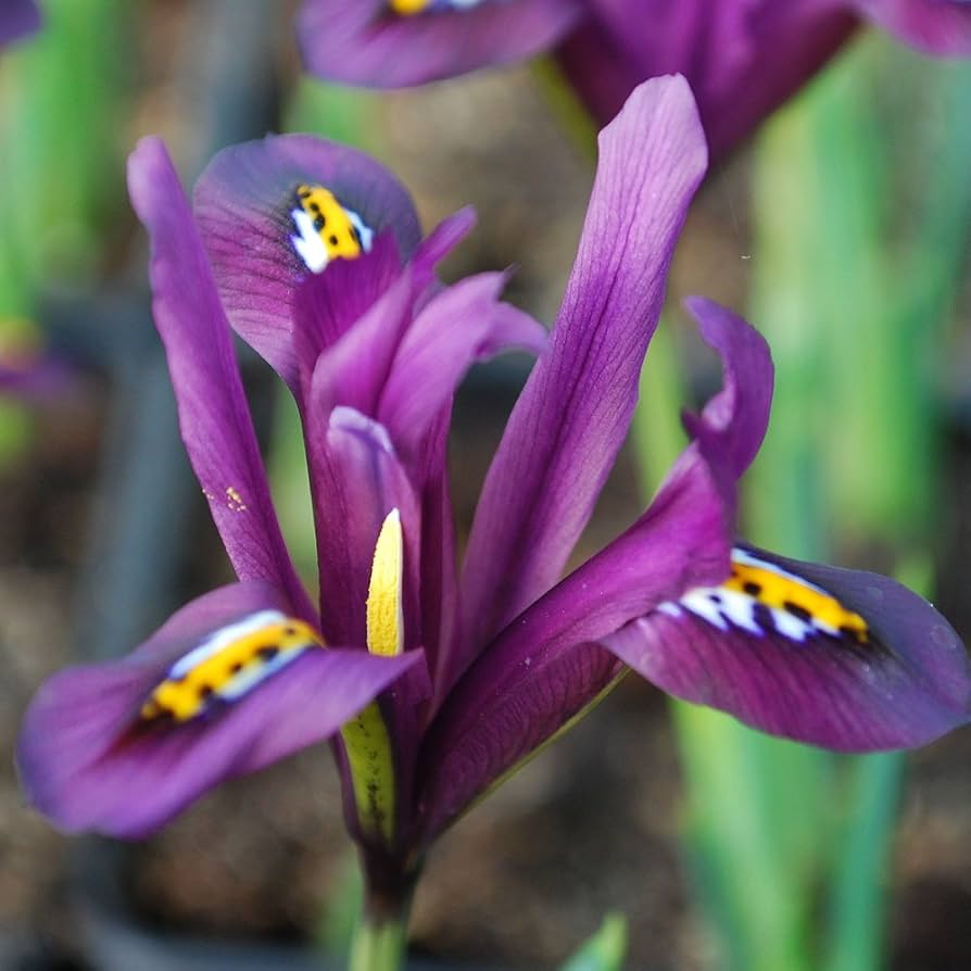 Iris Reticulata J.S. Dijt 4-8" Live Flower Bulbs - Purple Dwarf Iris (10-Pack) - Early Blooming Perennial