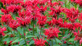 Monarda didyma Bee Balm - 3 Cherry Red Starter Plants | Perennial Flower for Pollinators