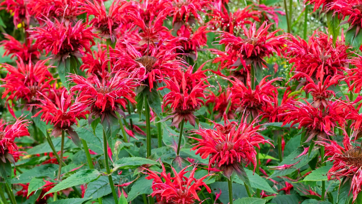 Monarda didyma Bee Balm - 3 Cherry Red Starter Plants | Perennial Flower for Pollinators