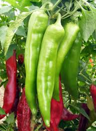 25 Hatch Big Jim Pepper Seeds – Capsicum annuum, Mild to Medium Heat, Heirloom, Non-GMO