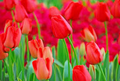 Tulip World's Fire 55cm Tall Live Flower Bulbs - Darwin Hybrid Red Tulips, 5-Pack