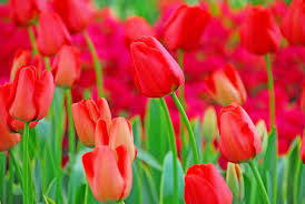 Tulip World's Fire 55cm Tall Live Flower Bulbs - Darwin Hybrid Red Tulips, 5-Pack