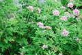 Citrosa Geranium Seeds (Pelargonium citrosum) - 25+ Seeds | Mosquito-Repelling, Fragrant Perennial