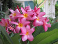 Pink Hawaiian Plumeria Fresh Cutting (No Root) - Plumeria rubra
