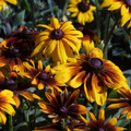 Rudbeckia Hirta (Gloriosa Daisy) Seeds - 25 Premium Seeds, Pollinator Flower