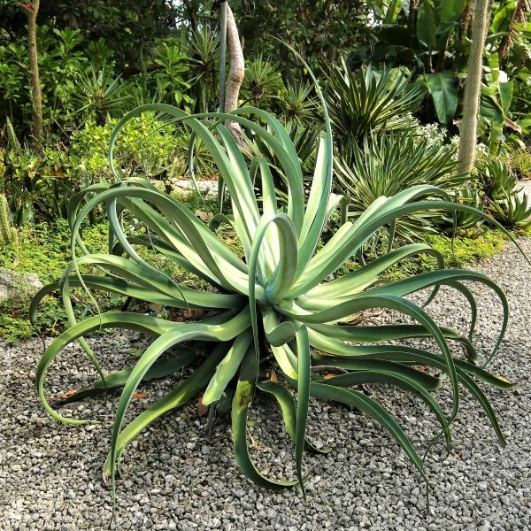 Octopus Agave (Agave vilmoriniana) - 6-12" Live Starter Plant, Drought-Tolerant, Full Sun