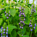 500 Chia Seeds (Salvia hispanica) Heirloom - Fast-Growing Herb Seeds for Sprouting & Pollinator Gardens