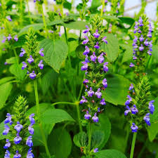 500 Chia Seeds (Salvia hispanica) Heirloom - Fast-Growing Herb Seeds for Sprouting & Pollinator Gardens