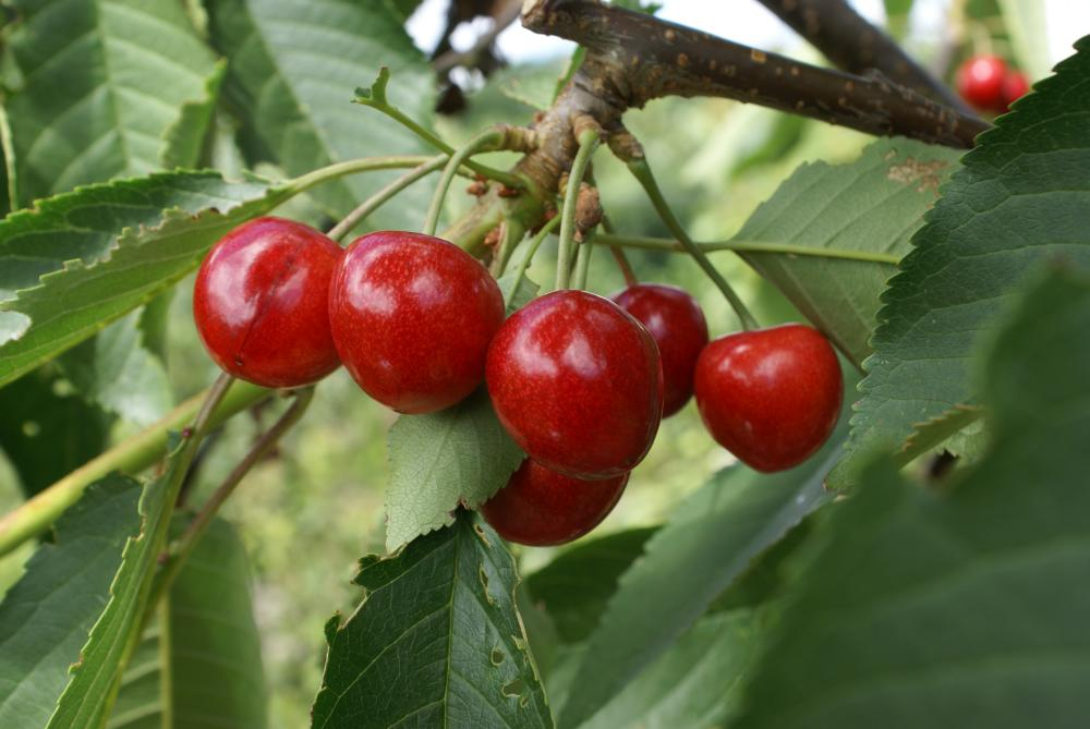 Penny Cherry Seeds - 10+ Sweet, Cold-Hardy, Self-Fertile Cherry Seeds