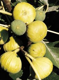 White Marseille Fig Unrooted Cuttings (6) - Ficus carica, Edible Sweet White Fig
