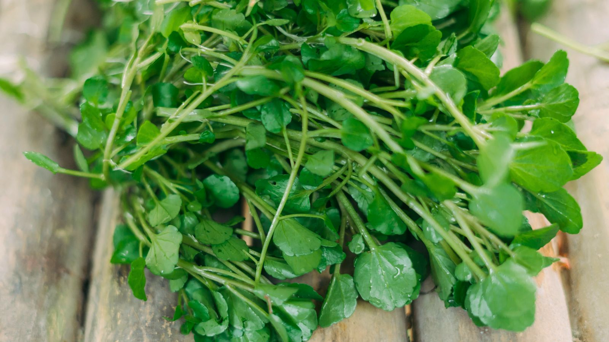 Watercress Cuttings with Roots – 10 Live Starter Plants (Nasturtium officinale)