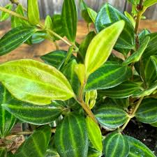 Peperomia Funky Frog Cuttings - Variegated Beetle Radiator Plant, 4" Unrooted (5 Pack) - Beginner Friendly
