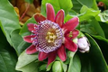 Giant Granadilla Passiflora Quadrangularis Seeds - 10 Giant Passionfruit Seeds