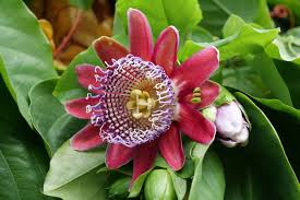 Giant Granadilla Passiflora Quadrangularis Seeds - 10 Giant Passionfruit Seeds