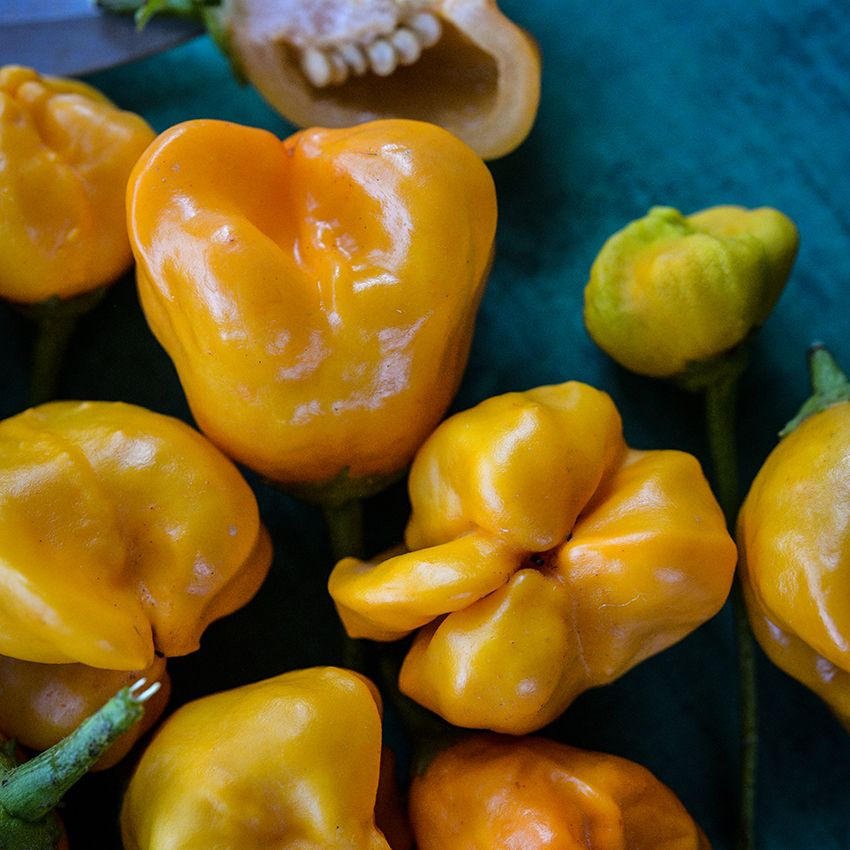 Aji Mango Pepper Seeds (Capsicum baccatum) – Heirloom, Non-GMO, Mild-Moderate Heat