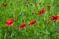 Coreopsis Plains Tall Red seeds - 500 Seed Pack | Coreopsis tinctoria, Non-GMO Heirloom