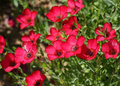 Scarlet Red Flax (Linum grandiflorum) – 500 Seeds, Non-GMO, Annual, Pollinator-Friendly
