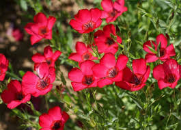 Scarlet Red Flax (Linum grandiflorum) – 500 Seeds, Non-GMO, Annual, Pollinator-Friendly