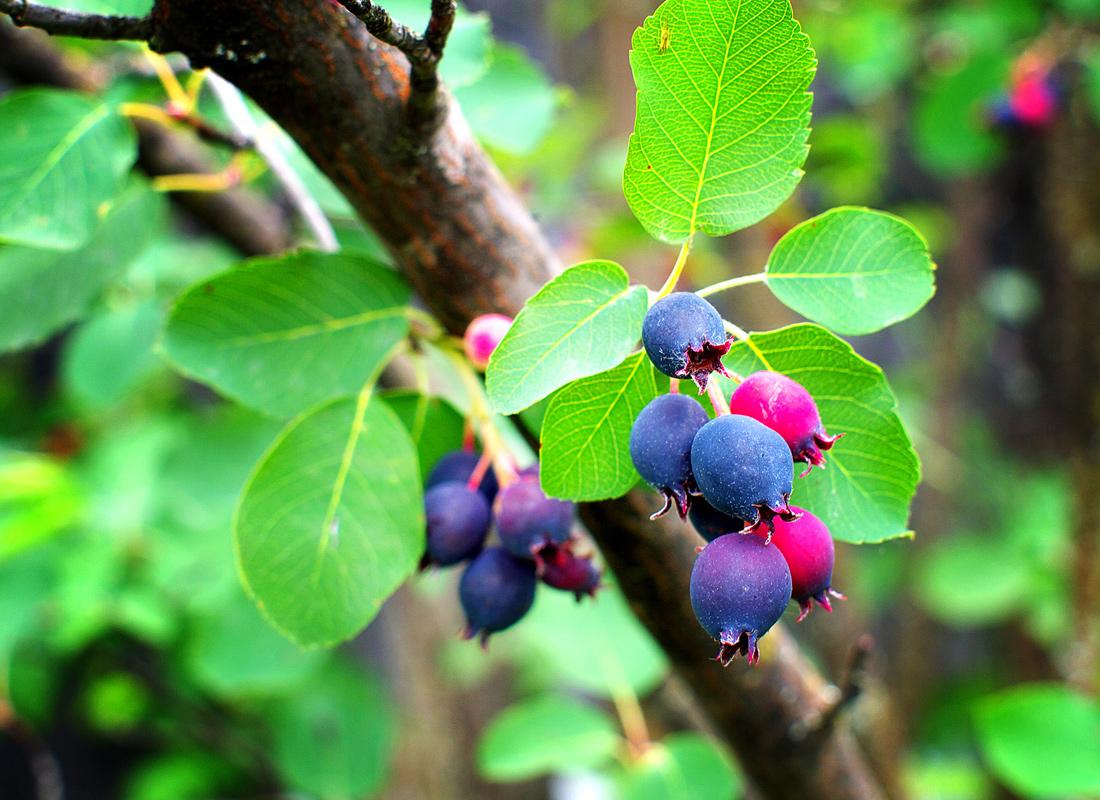 Saskatoon Serviceberry (Amelanchier alnifolia) Bare Root Plant | 1-2 ft, Zones 2-9