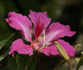 10 Seeds Bauhinia purpurea - Purple Orchid Tree