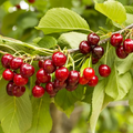 Sylvia Cherry Seeds - 10+ Self-Fertile Dwarf Cherry Tree Seeds for Containers