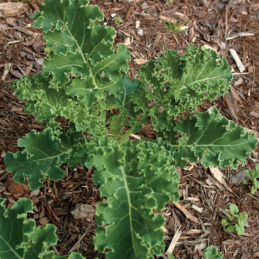 White Russian Kale (Brassica napus) Seeds – 200 Seeds, Frost-Hardy, Tender Leaves