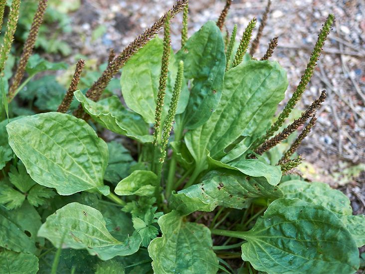 Plantago Major Broadleaf Plantain - Bare Root Starter Plants (2) - Easy Care Herb