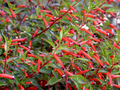 Cigar Plant Cuphea Ignea Starter Plant - Live Seedling, Hummingbird & Butterfly Magnet