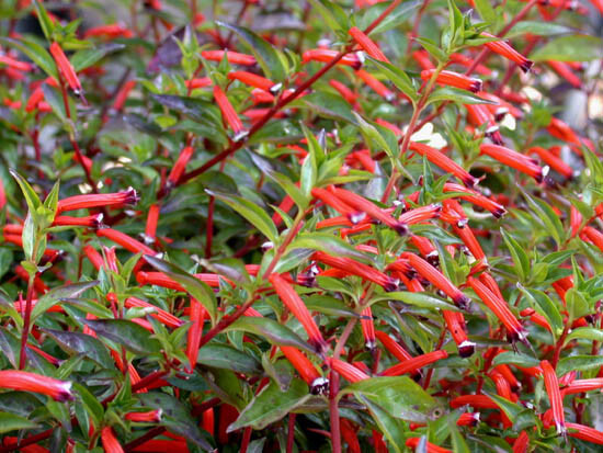 Cigar Plant Cuphea Ignea Starter Plant - Live Seedling, Hummingbird & Butterfly Magnet