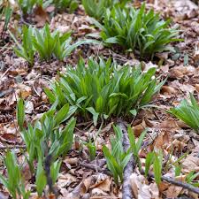 Wild Leek Seeds (Ramp) Allium tricoccum - 10 Seeds, Heirloom, Non-GMO, Perennial