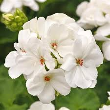 White Zonal Geranium Cuttings - 6" Unrooted Live Plant, Zones 10-11