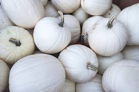 Valenciano Pumpkin Seeds (Cucurbita pepo) – White Heirloom edible pumpkin, 5 seeds