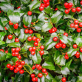 Chinese Holly Seeds (Ilex cornuta) 500mg for Planting – Evergreen Shrub with Red Berries