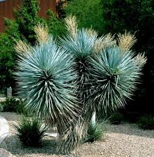 Blue Yucca (Yucca rigida) Seeds – 10 Fresh, Cold-Hardy Desert Plant Seeds