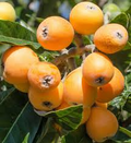 BIG JIM Loquat Fruit Tree Starter Plant - Eriobotrya japonica, 4-6"