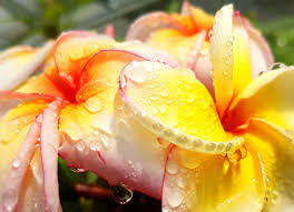 Plumeria Cutting JJ California Sunset - Unrooted Cutting, Fragrant Orange Blooms
