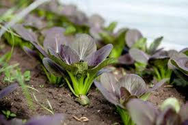 300 Gourmet Purple Hybrid Pak Choi Seeds (Brassica rapa Chinensis) - 6-12" Tall
