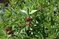 Twin-berry Honeysuckle Seeds (Lonicera involucrata) – 50 Seeds, Red Flowers, Pollinator-Friendly