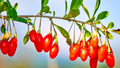 Goji Berry Cuttings – 2 Fresh Bare Root Starter Plants (Lycium barbarum)