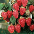 Heritage Red Raspberry Unrooted Scion Cuttings (10) - 6-8" Rubus idaeus for Rooting or Grafting