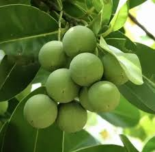 Ball Nut (Calophyllum inophyllum) Live Tropical Starter Tree 12"-24"